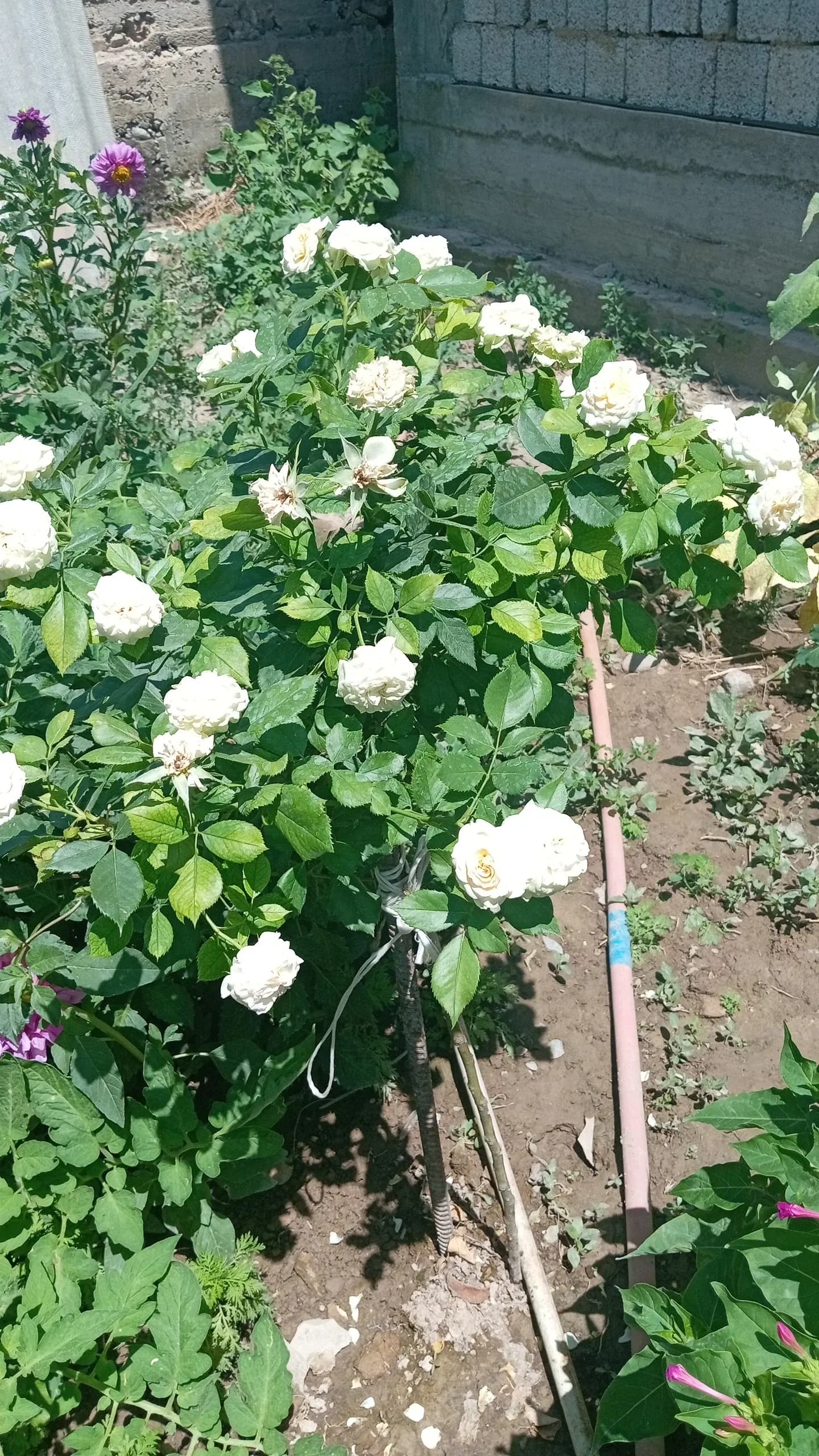 Бану — 1